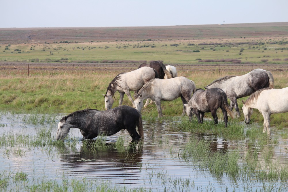 Pure bred percheron sport horses015.jpg